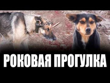 Лесник на своём участке в темноте принял чужую овчарку за шакала и выстрелил