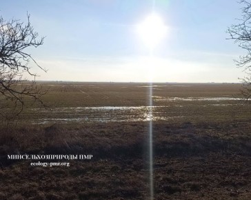 О текущей ситуации с озимыми культурами в Приднестровье