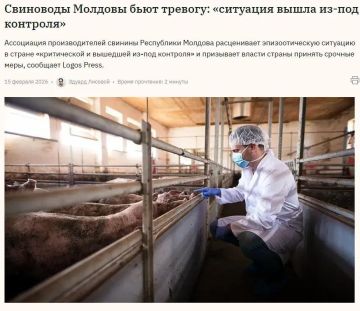 Трупы трёх кабанов, умерших от африканской чумы свиней, были съедены птицами и другими животными в районе Леова Молдовы