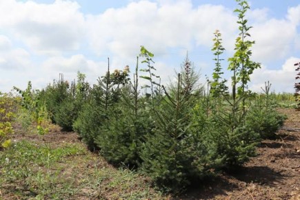 ������������� ��� ��������� ������� ���������� ��������� � ����� �������� �� 2026 ���