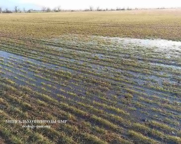 В Приднестровье возник риск потери озимых и зимующих культур