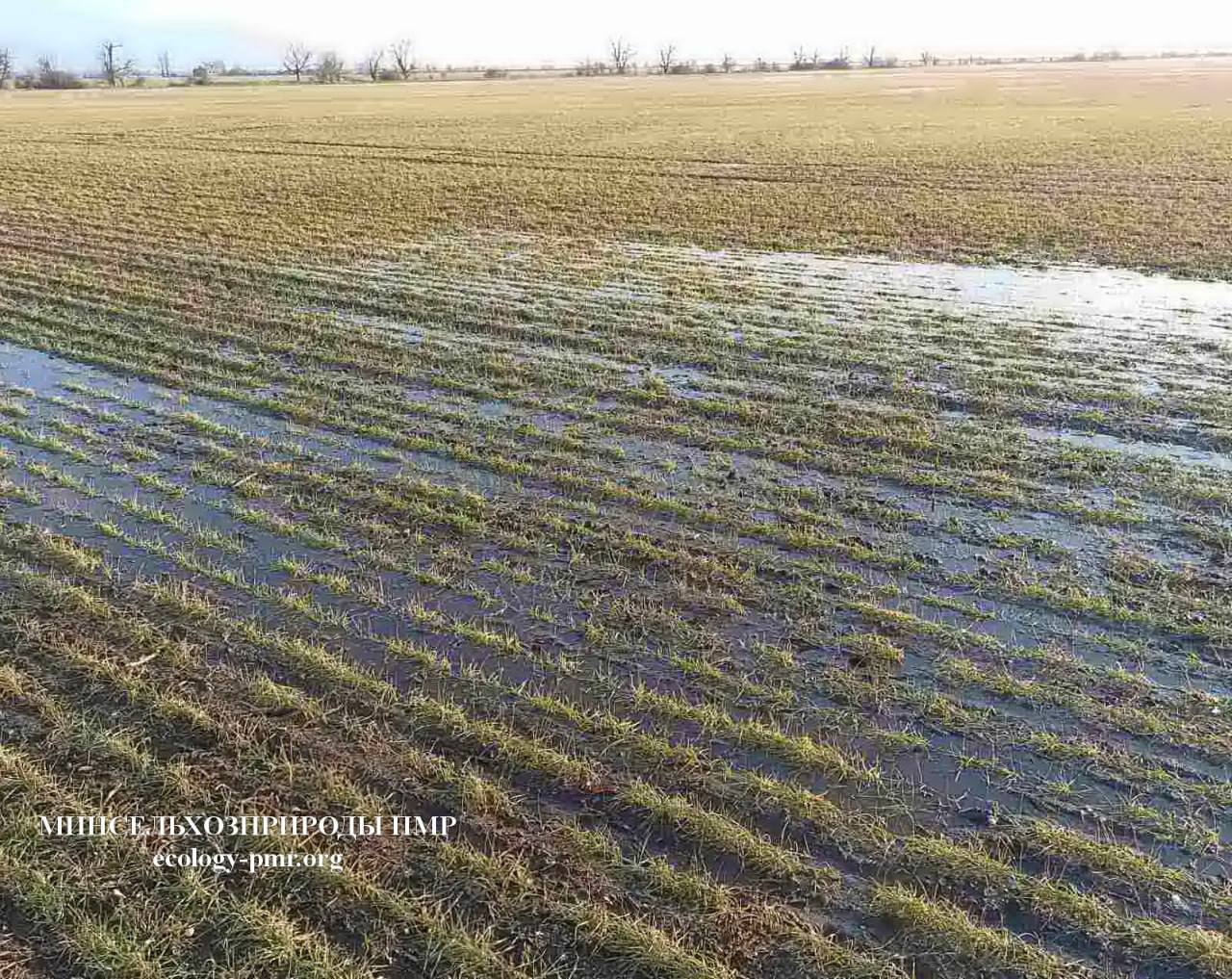 В Приднестровье возник риск потери озимых и зимующих культур