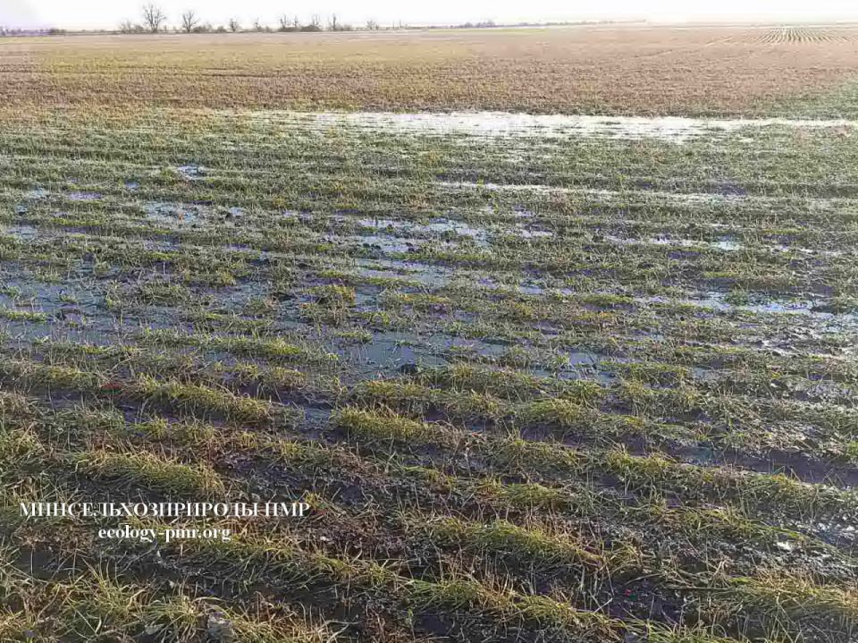 Минсельхоз Приднестровья: впервые за последние годы создалась угроза частичной потери посевов озимых и зимующих культур