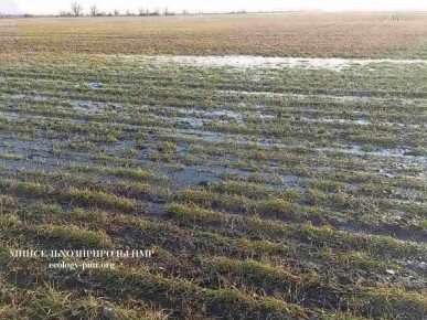 Минсельхоз Приднестровья: впервые за последние годы создалась угроза частичной потери посевов озимых и зимующих культур