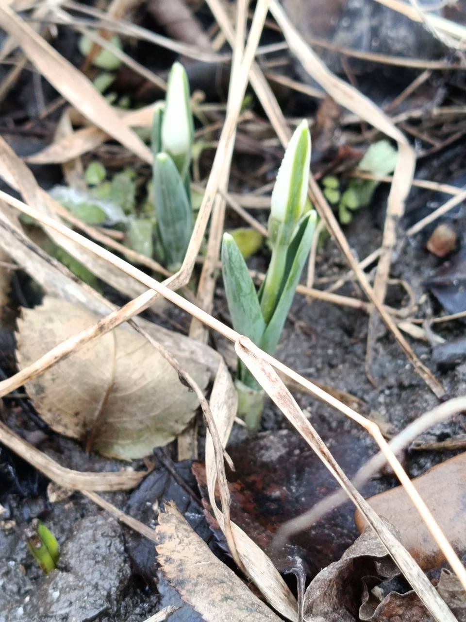 Среди зимы — маленькое чудо