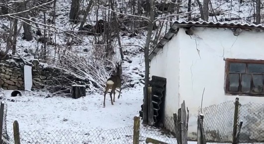 Любопытная косуля забрела во двор дома в Каменском районе