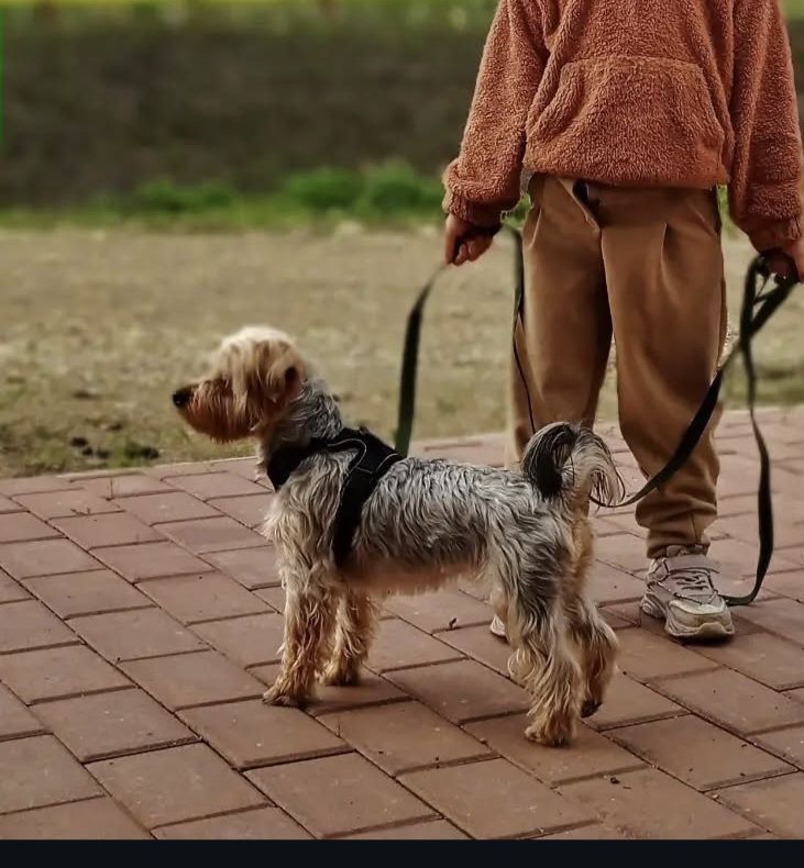 Помогите, пожалуйста, найти нашего любимца!!! Йорк средний, в ярко салатовом с чёрным комбинезоне