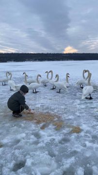 На Дубоссарском водохранилище поселились лебеди