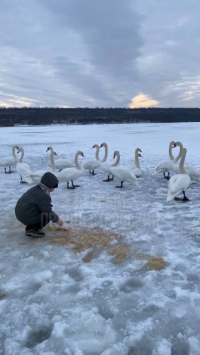 На Дубоссарском водохранилище поселились лебеди