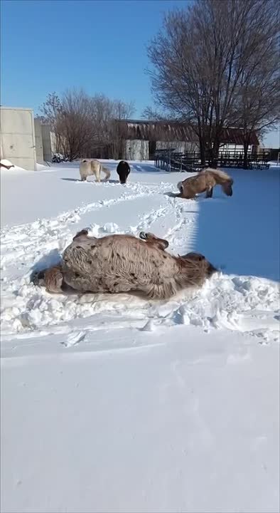 Пони в конноспортивном клубе «Аллюр» радуются снегу также, как дети