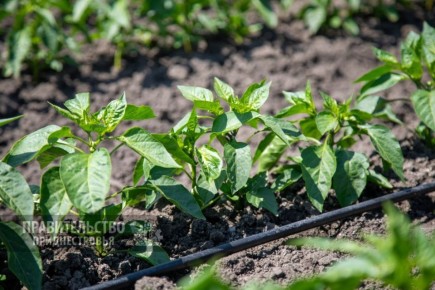 �������� ����� 2025: � ����������������� ������� �����