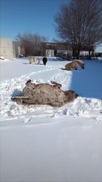 Самое милое видео: пони из конного клуба "Аллюр" радуются снегу