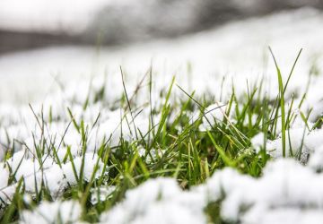 Мониторинг посевов озимых культур и многолетних насаждений в Приднестровье: гибели растений не зафиксировано