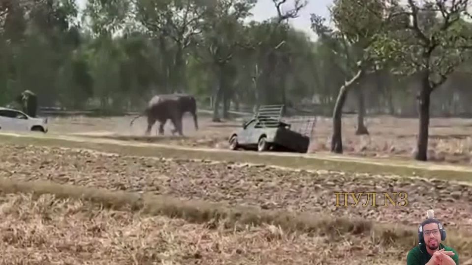 В Таиланде слон пришел в ярость, когда ему помешали уединиться с подругой: