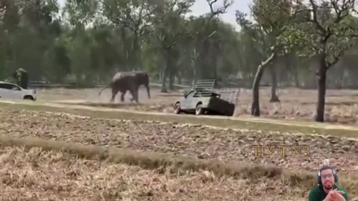 В Таиланде слон пришел в ярость, когда ему помешали уединиться с подругой: