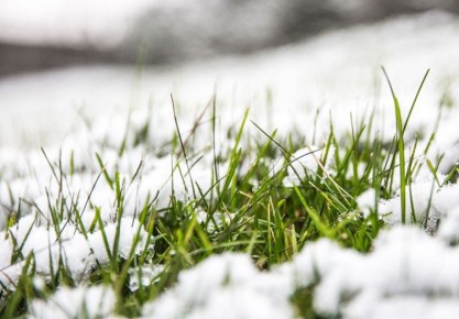 Минсельхоз ПМР: в республике нет случаев гибели озимых и многолетних насаждений