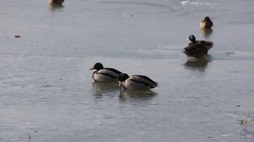 �� ��������� ���������� ��������������� � ������������� �������� ���������������� ����������