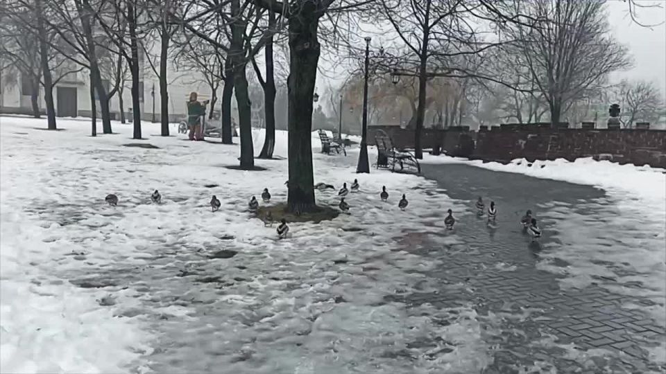 По Екатерининскому парку гуляют дикие утки