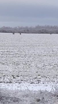Троих волков заметили на полях в молдавской Катериновке – это в 20 км от Приднестровья