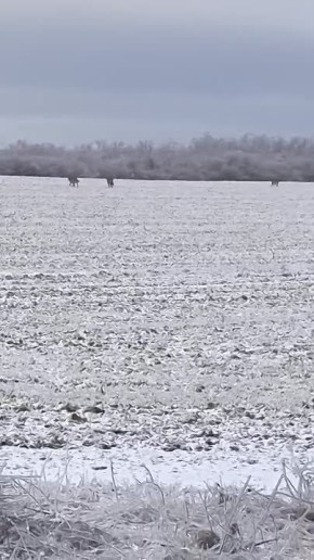 Троих волков заметили на полях в молдавской Катериновке – это в 20 км от Приднестровья