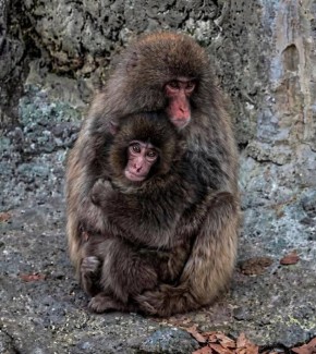 Брошенного мамой малыша Панча наконец обняли