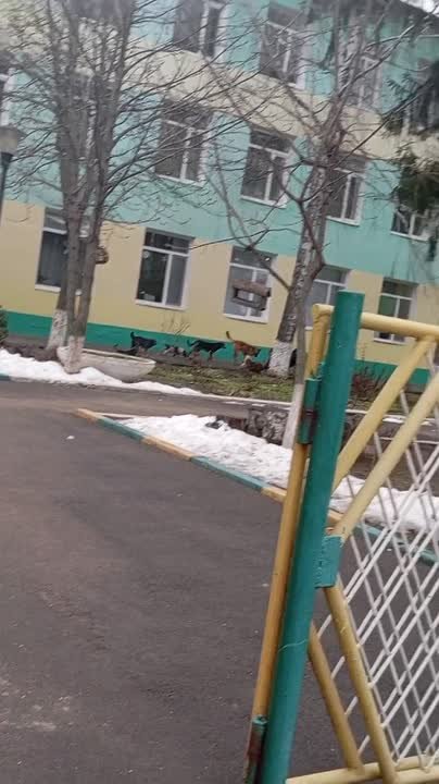 Стая бродячих собак разгуливает под окнами школы в Дубоссарах, такое видео публикуют в пабликах