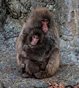 Брошенного мамой малыша Панча наконец обняли