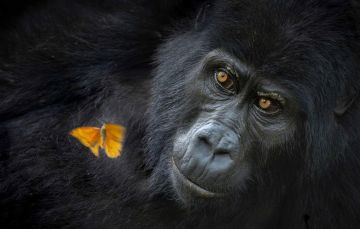 ������� �������� ���, �������� � ��������, �������, ��������� �������, ������������ ���: ��������� ���������� �������� World Nature Photography Awards