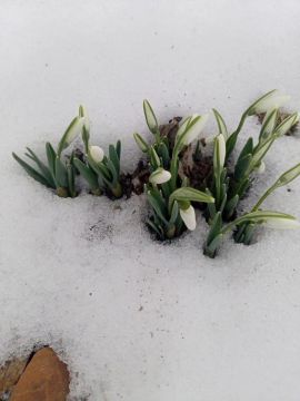 Подснежники пробились сквозь снег, как в легенде о Мэрцишоре