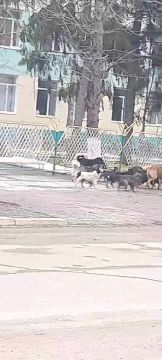 Огромная стая собак возле 4-й школы в Дубоссарах