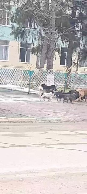 Огромная стая собак возле 4-й школы в Дубоссарах