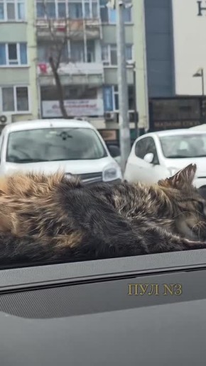 В Турции мужчина полчаса пытался разбудить кота на капоте – не помогло даже то, что машина начала движение
