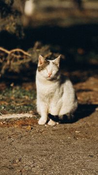 Первая неделя марта – без осадков и с намёком на весну