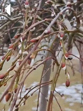 Весна пришла — весне дорогу!