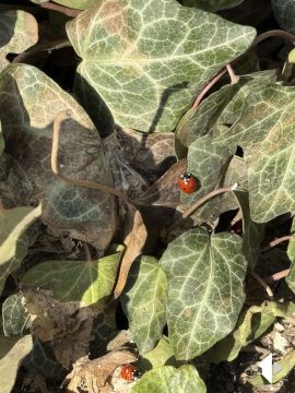 ��� ����� �����