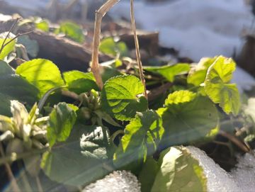 ����� �� ����������� � �������� ����� �� ���������