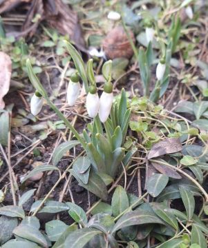 Сегодня первый день весны - первый день фестиваля «Мэрцишор»