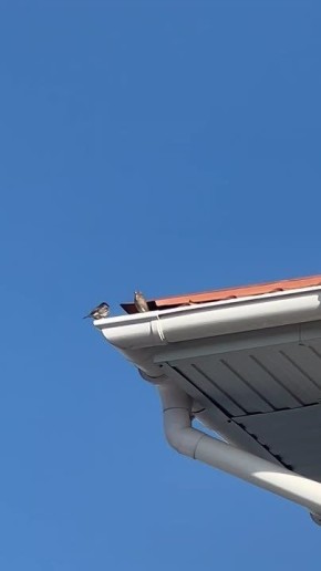 Воробьи из Тирасполя громко строят гнезда