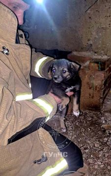 Рыбницкие спасатели выручили щенка