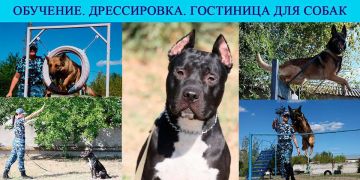 Обучение, дрессировка, гостиница для собак
