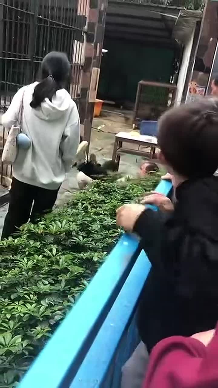 Видео спасения 10-летней девочки от разгневанной львицы находившимся рядом мужчиной в китайском городе Чжуншань расходится по соцсетям