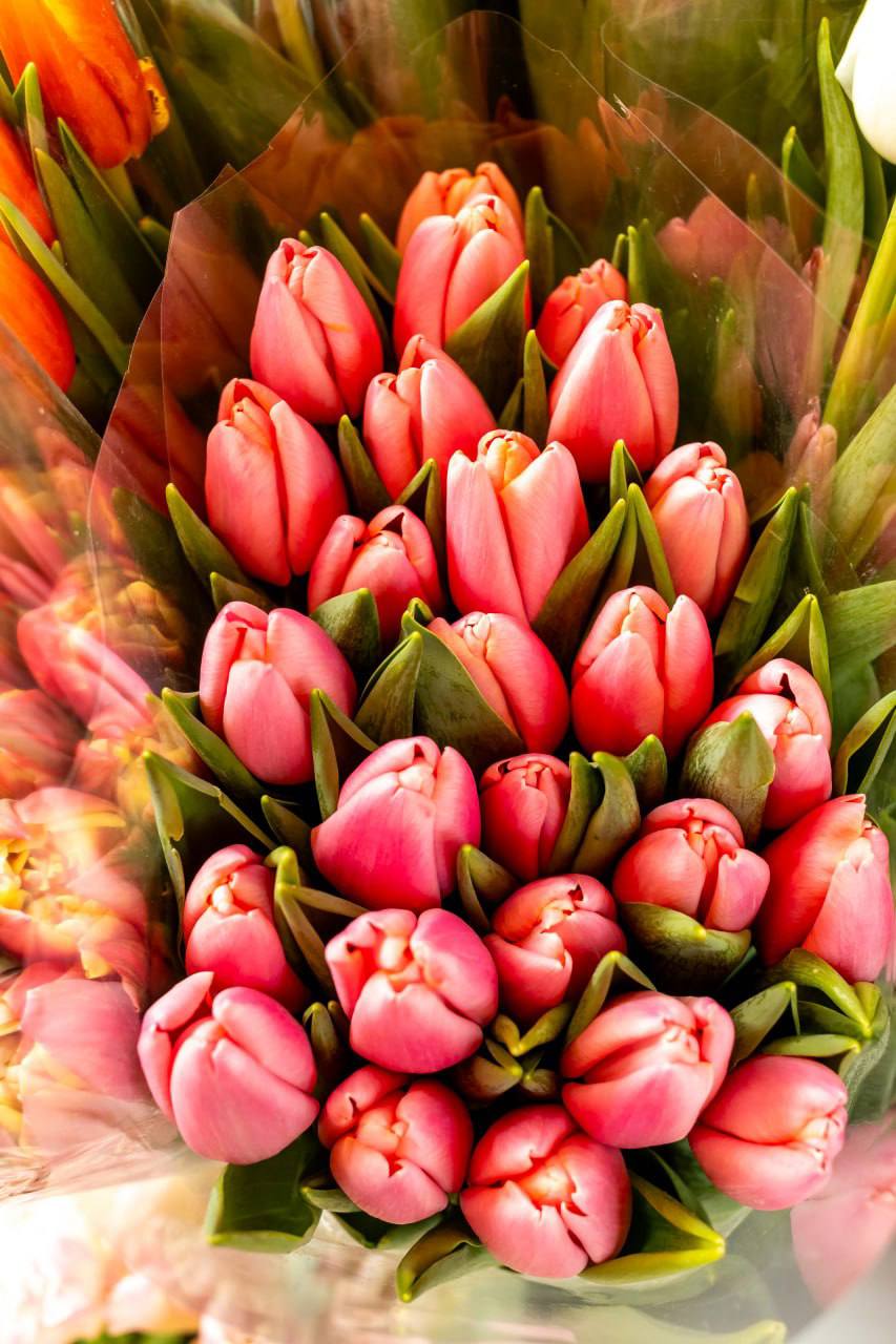 Вот такую красоту сфотографировал на рынке наш фотокорреспондент Виктор Громов: тюльпаны сейчас продают по 25–30 рублей, пионовидные — по 35. Чаще всего покупают розовые и жёлтые, популярны также белые