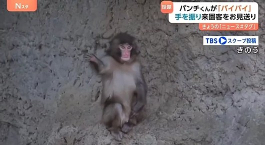 Маленькая обезьянка Панч научился приветствовать своих фанатов