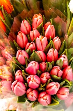 Вот такую красоту сфотографировал на рынке наш фотокорреспондент Виктор Громов: тюльпаны сейчас продают по 25–30 рублей, пионовидные — по 35. Чаще всего покупают розовые и жёлтые, популярны также белые