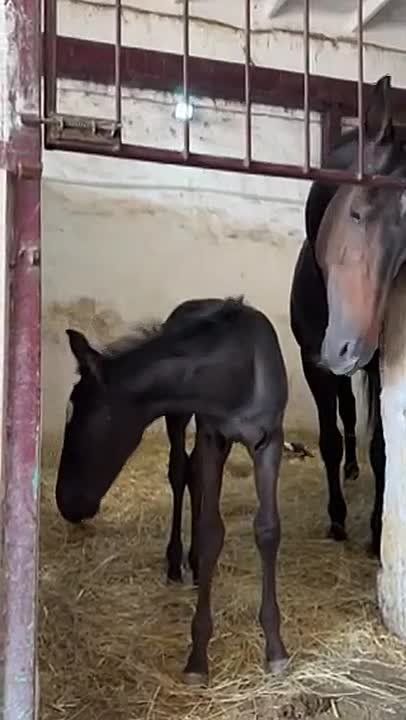 � ������ ������� ������� ���������