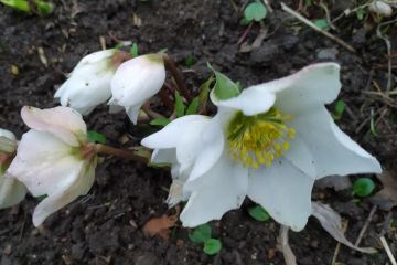 ������� ������ �� �������, 5 �����