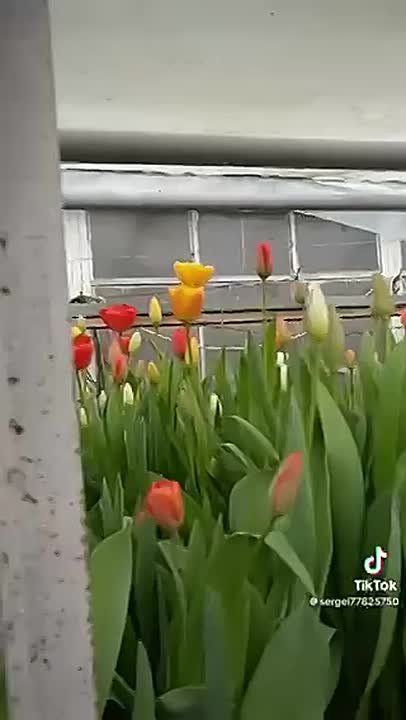 Моя прекрасная поляна, говорит рыбничанин, который вырастил тюльпаны в своей теплице