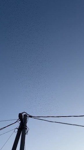 ������ �������� ��������� �� ������