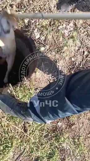 Спасение щенка. Житель Бендер услышал лай из колодца на территории бывшего завода «Днестр» и вызвал спасателей