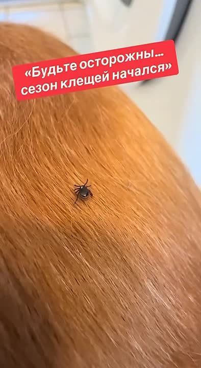 ��� ������ ��������� ����� �������� �������� � �������